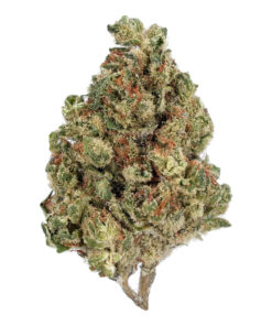 Afghan